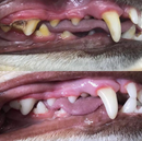 Teeth Cleaning Spray for Dogs & Cats